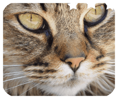 优驾手机APP更新版本2024