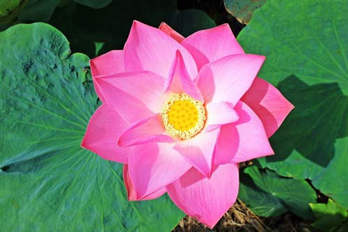 绿网管家孩子端APP中文版