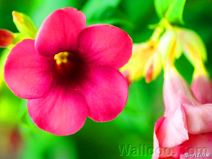 西北商超平台安卓版正版游戏下载