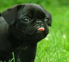 工业革命安卓版安全下载